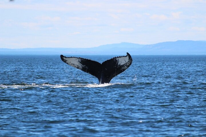 Whale Watching Cruise In Honolulu - thumb 0