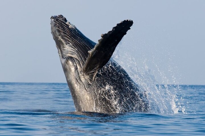 Whale Watching Cruise In Honolulu - thumb 1