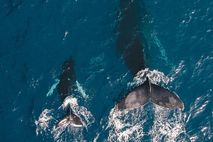 Whale Watching Cruise In Honolulu - thumb 2