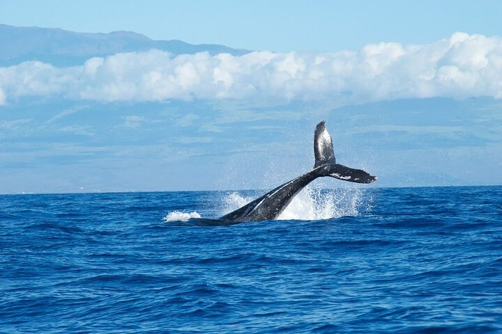 Whale Watching Cruise In Honolulu - thumb 3