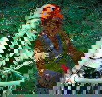 Fully Guided Zipline Canopy Tour through Kentucky River Palisades - Accommodation Indiana