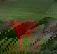 Half-Day Thoroughbred Horse Farm Tour in Kentucky - Accommodation Indiana