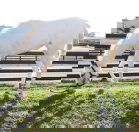 Rarest Thoroughbreds in the World Tour - Accommodation Indiana