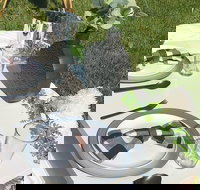 Outdoor Luxury Themed Picnic Setup in Detroit - Accommodation Indiana