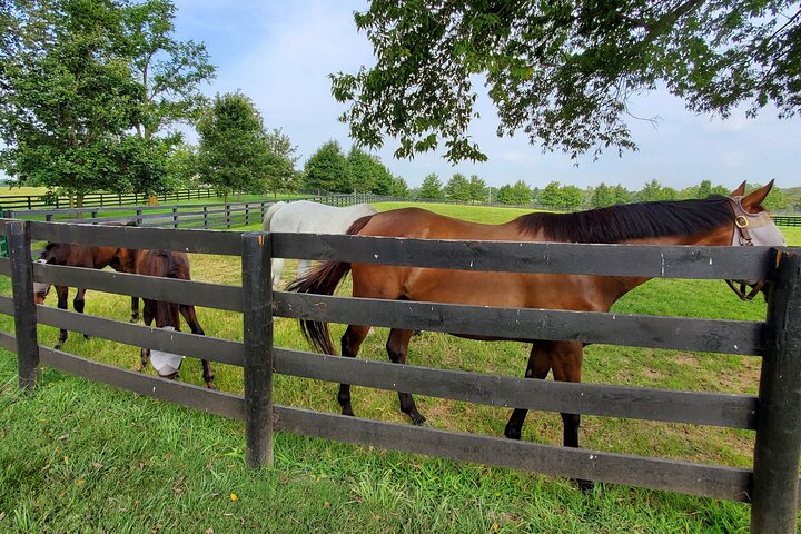Unique Horse Farm Tours With Insider Access To Private Farms - thumb 5