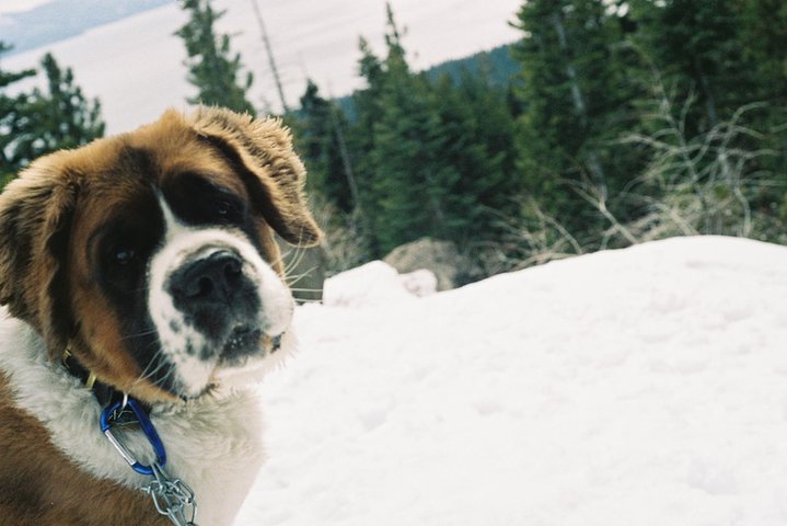 ATV & Snow Mobile Winter Adventures From Reno - thumb 0