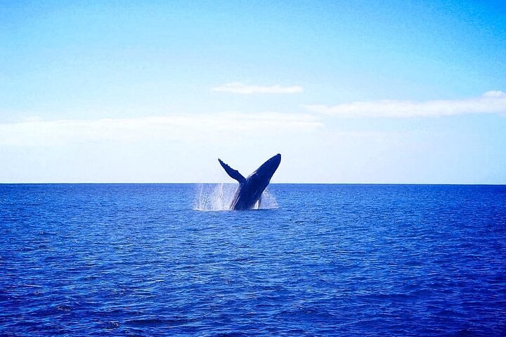 Whale Watching Experience In Waikiki - thumb 0