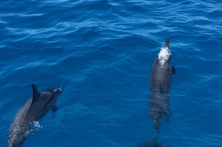 Whale Watching Experience In Waikiki - thumb 1