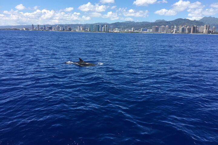 Whale Watching Experience In Waikiki - thumb 2