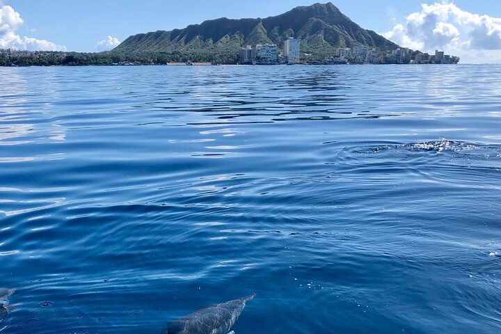Whale Watching Experience In Waikiki - thumb 3