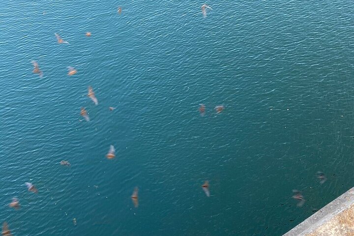 Austin Famous Ghost And Bat Segway Tour - thumb 5