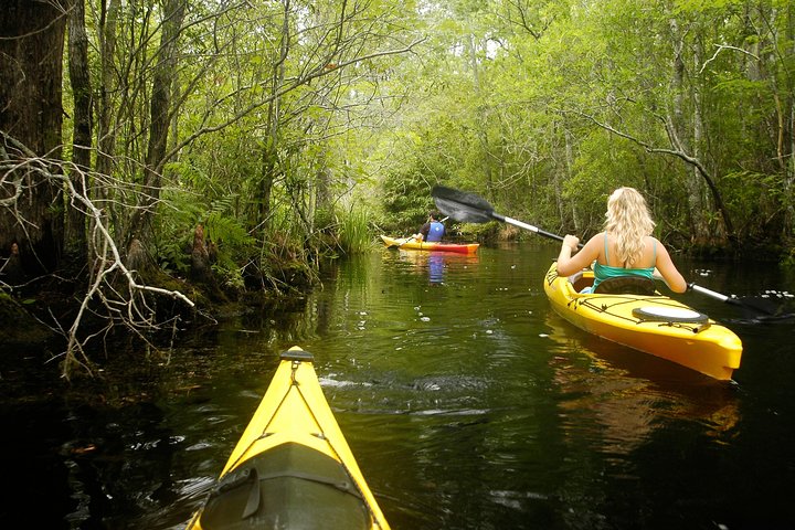 Alligator River Kayak Adventure