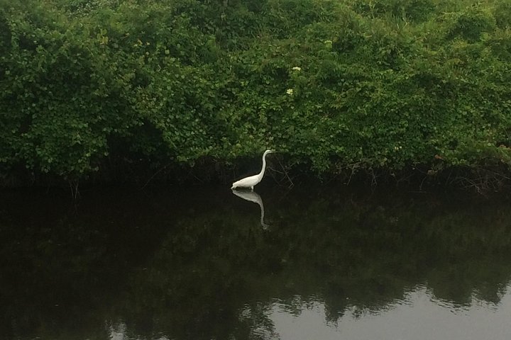 Kitty Hawk Maritime Forest Kayak Tour