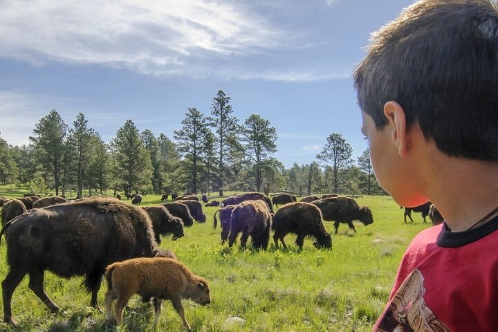 Private - Convertible-Van Safari At Custer State Park - thumb 5