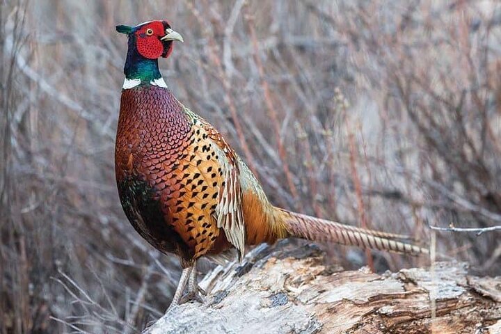 Private VIP Mt. Rushmore, Deadwood, And Devilâ€™s Tower Day Tour - thumb 4