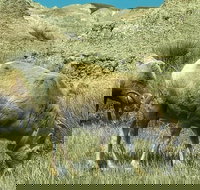 Private VIP Boutique Day Tour of Mt. Rushmore and The Badlands - Accommodation Indiana