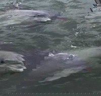 90-Minute Private Dolphin Tour in Hilton Head Island - Accommodation Indiana