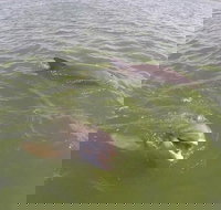 Hilton Head Disappearing Island Dolphin Tour - Accommodation Indiana