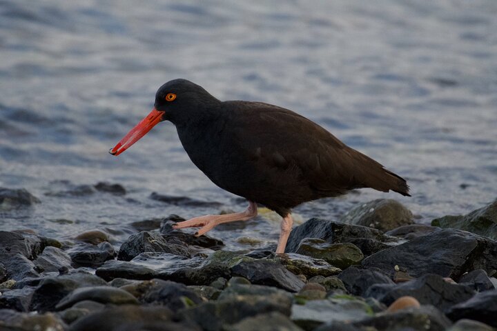 Kayaking In Deception Pass State Park - thumb 4