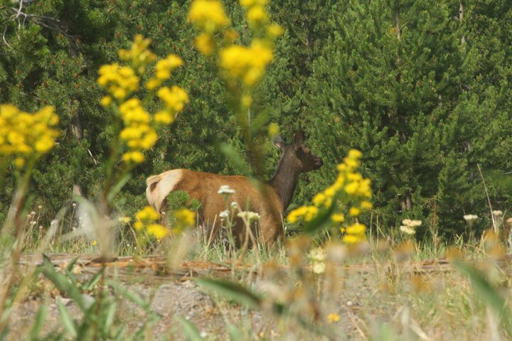 Yellowstone Lake Guided Kayaking Experience - thumb 5