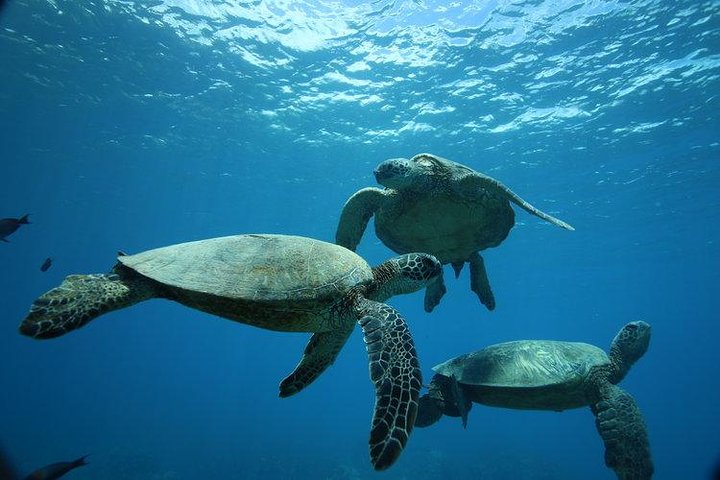 12pm Turtle Canyon Snorkel Adventure - thumb 2