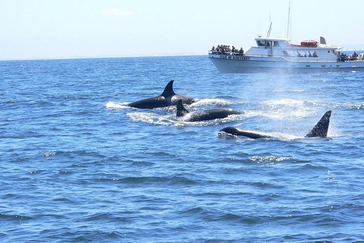 Whale Watching Tour