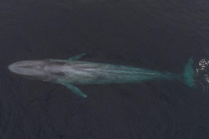 3-Hour Monterey Bay Winter Whale-Watching Tour in California