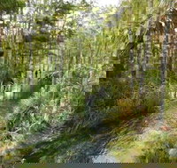 4-Hour Swamp Buggy Adventure Tour in Florida - Accommodation Indiana