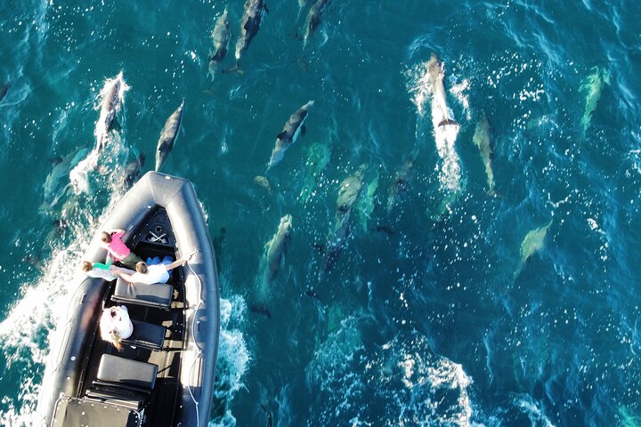 Dolphin  Whale Watching