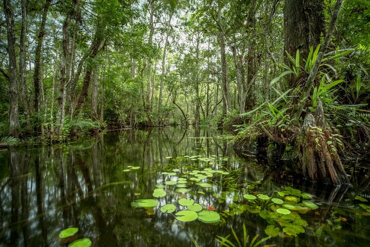 Private Guided Swamp Walk Eco Tour In Ochopee - thumb 0