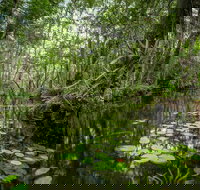 Private Guided Swamp Walk Eco Tour in Ochopee - Accommodation Indiana