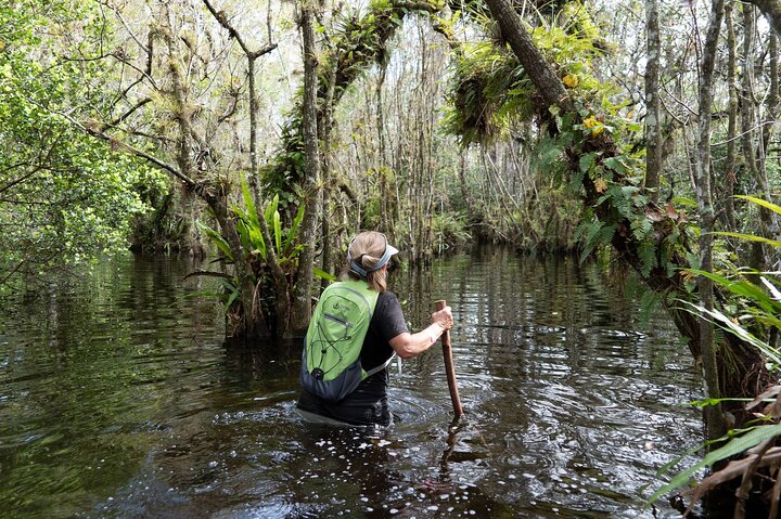 Private Guided Swamp Walk Eco Tour In Ochopee - thumb 1