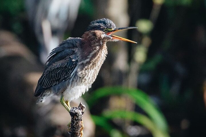Private Guided Swamp Walk Eco Tour In Ochopee - thumb 3