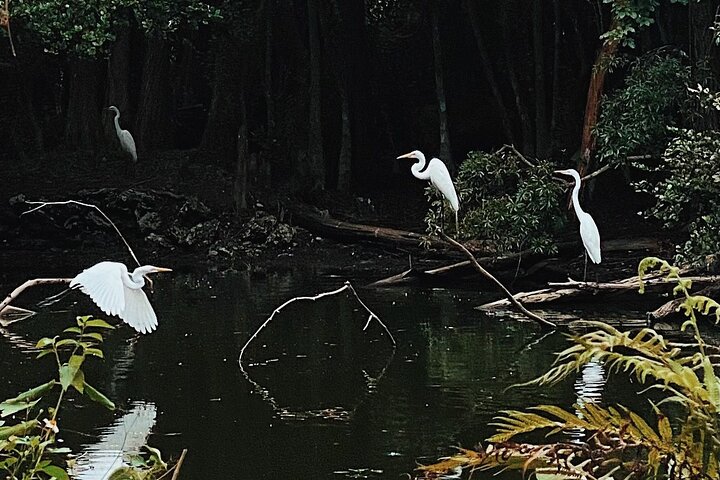 Private Guided Swamp Walk Eco Tour In Ochopee - thumb 4