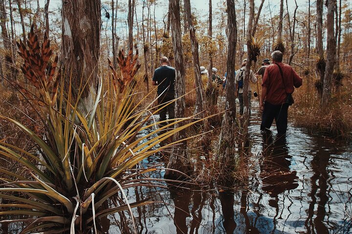 Private Guided Swamp Walk Eco Tour In Ochopee - thumb 5