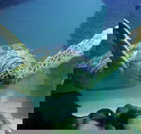 SEA LIFE Aquarium Minnesota Admission Ticket at Mall of America - Accommodation Indiana