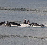 Guaranteed Whale Watching Adventure - Accommodation Indiana