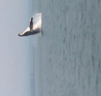 Whale Watching Charters through Icy Strat Alaska - Accommodation Indiana