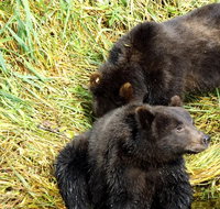 Chichagof Island Tour Brown Bear Search - Accommodation Indiana