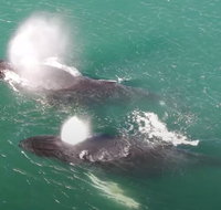 Alaska Whale Tour with Live Drone Footage from Hoonah - Accommodation Indiana